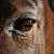 :iconhouse-cat-: