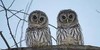 :iconhouse-of-owls: