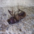 :iconhouse-of-rice: