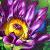:iconhouseoflara: