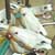 :iconhousewiferuthie: