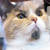 :iconhow748: