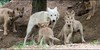 :iconhowlforwolves: