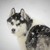 :iconhowlin4sudak: