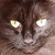 :iconhowling-crew: