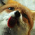 :iconhowling-gold-fox: