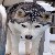 :iconhowling-on-luna:
