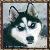 :iconhowlinghusky: