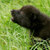 :iconhowlingpuppy: