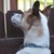 :iconhowlingwolf530: