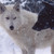 :iconhowlingwolf556:
