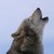 :iconhowlingwolf97: