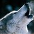 :iconhowlingwolves712: