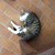 :iconhowllikeawolf:
