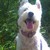 :iconhowlwithwolves: