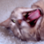 :iconhoxygor: