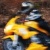:iconhoyaxc07: