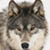 :iconhoywolf: