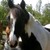 :iconhp-saoirse: