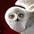 :iconhp41293: