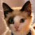 :iconhpfanatic: