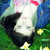 :iconhriepni: