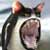 :iconhrogndzeln:
