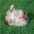 :iconhrslvr006: