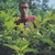 :iconhtr17: