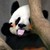 :iconhuangbuyi7: