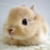 :iconhugbunnies: