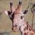 :iconhugs-giraffes: