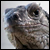 :iconhulamonkey: