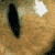 :iconhuman-machine: