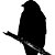 :iconhumble-blackbird: