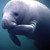:iconhumblemanatee: