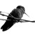 hummingbbird :iconhummingbbird: