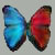:iconhummingbird88-stock: