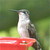 :iconhummingbirdobsessed: