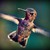 :iconhummingbirdseyeview:
