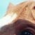 :iconhunter-jumper-rider: