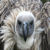 huntingosprey :iconhuntingosprey: