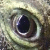 :iconhuntofwolves: