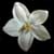 :iconhurdlerchic400: