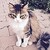 :iconhurremthecat: