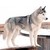 :iconhuskey1998: