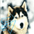 :iconhuski77: