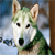 :iconhuskie-dog: