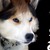 :iconhusky-anisette: