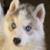 :iconhusky-dc: